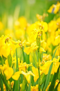 Yellow flowers on sunlight  in garden shot with small DOF