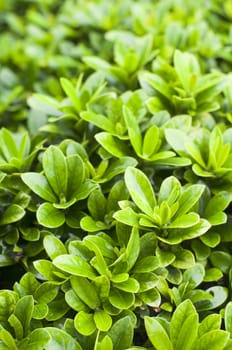 close up of bush plant after rains, with shallow depth of field.