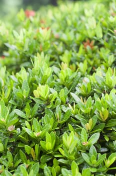 close up of bush plant after rains, with shallow depth of field.
