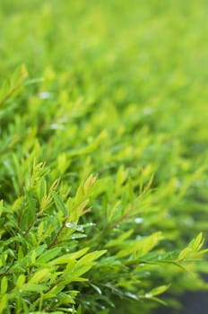 foliage close up after rains, with dews on leaves. Shallow depth of field.