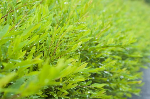 foliage close up after rains, with dews on leaves. Shallow depth of field.