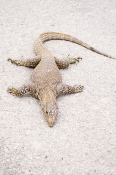monitor lizard, can be found in many asian countries. 
