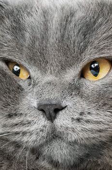 Closeup photo of a quiet British cat. White  background