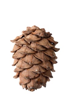 Cedar cone it is isolated on a white background