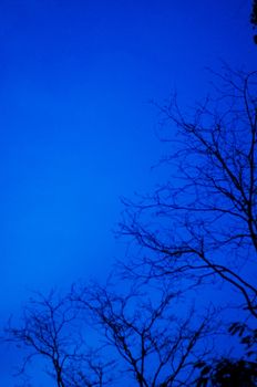 tree branches silhouettes at twilight, as creepy concepts.