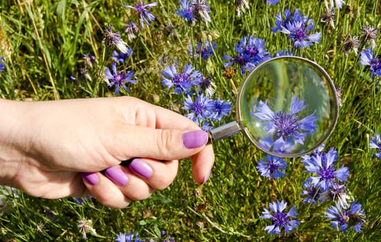 Woman hand polished nails hold magnifying glass zoom blue flower ring. Closeup of nature background.