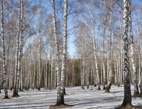 Early spring in Russia, Siberia, Kuzbass