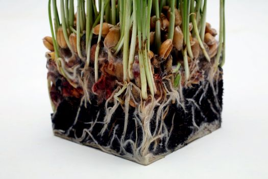 Growth wheat