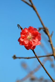 Cherry blossom in spring