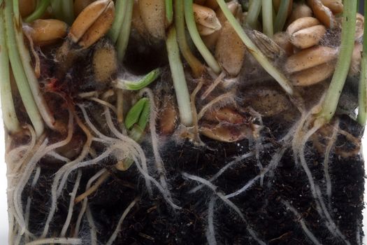Growth wheat