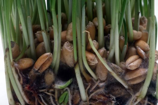 Growth wheat