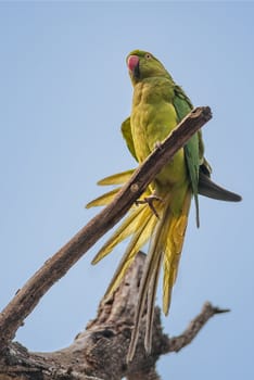 Rose-ringed Parakeet, perched on a tree branch, nature, copy space
