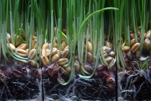 Growth wheat