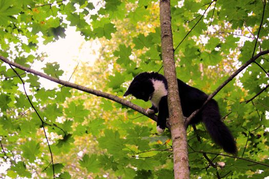 Black and white Funny cat is sitting on a tree like a bird