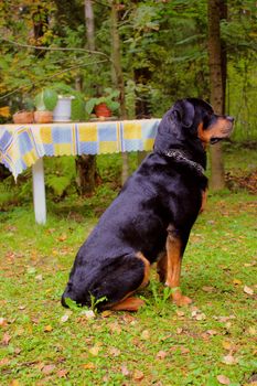 The dog sitting in grass looking somwhere.  It is rottweiler