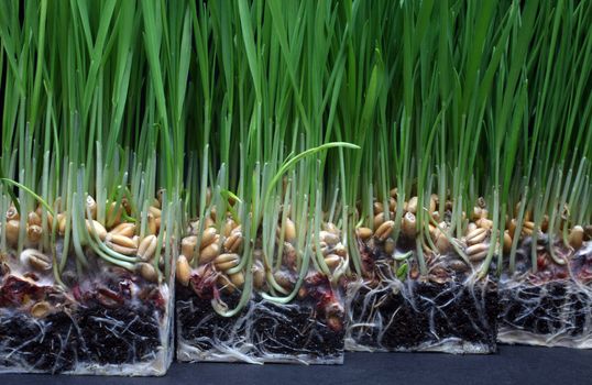 Growth wheat