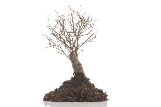 a dry tree on white background