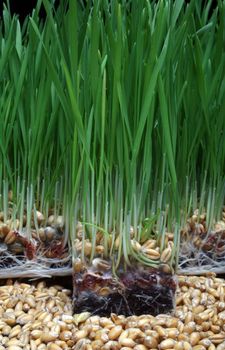 Growth wheat