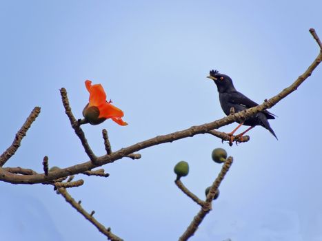 Kapok flower is the  bird's favorite food ,His scientific name is  Bomhax seiba