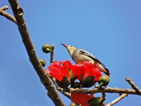 Kapok flower is the  bird's favorite food ,His scientific name is  Bomhax seiba