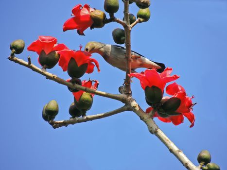 Kapok flower is the  bird's favorite food ,His scientific name is  Bomhax seiba