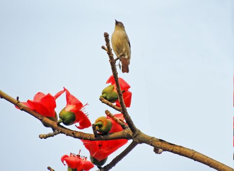 Kapok flower is the  bird's favorite food ,His scientific name is  Bomhax seiba