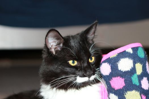 Portrait of black and white cat with long mustache