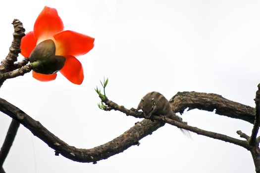 Kapok flower is the  squirrels's favorite food ,His scientific name is  Bomhax seiba