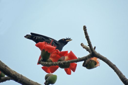 Kapok flower is the  bird's favorite food ,His scientific name is  Bomhax seiba