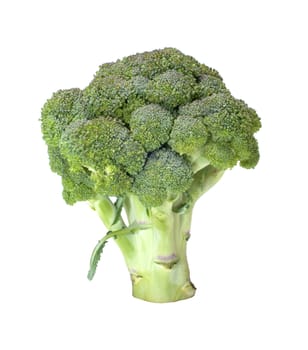 Green broccoli it is isolated on a white background.