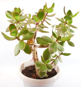 Money tree (crassula plant) in pot over white