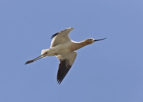 Avocet in Saskatchewan Canada spring beauty colorful