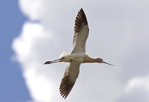 Avocet in Saskatchewan Canada spring beauty colorful