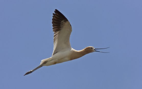 Avocet in Saskatchewan Canada spring beauty colorful