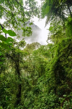 Lush green rainforest shrouded in mist