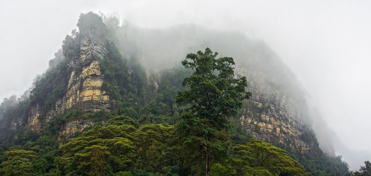 Panoramic view of lush mist shrouded cloud forest in Cundinamarca, Colombia