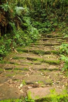 Stone path passing through a lush green cloud forest in Colombia