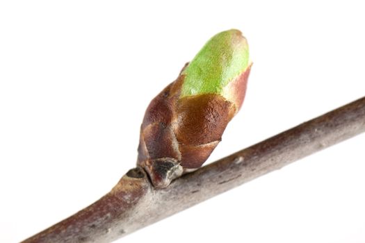 Cherry bud isolated on white background