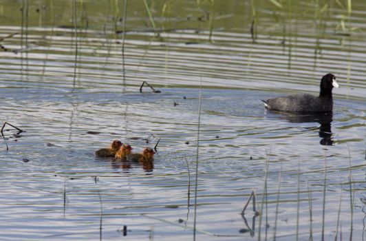 Coot or Waterhen with babies chicks young