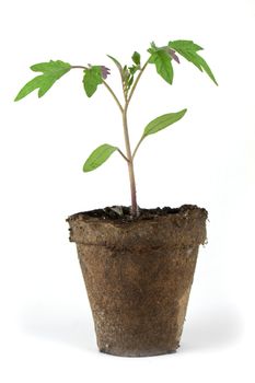 Tomato sapling in peat pot isolated on whtie