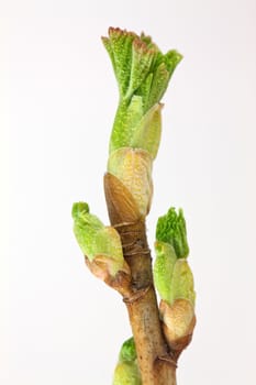 Currant buds isolated on white background