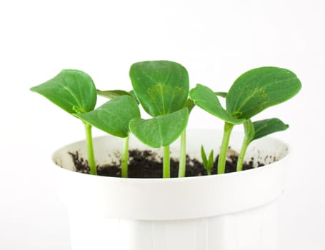 Small cucumber flower in white pot