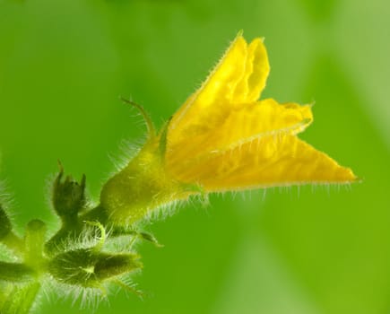 Cucumber flower