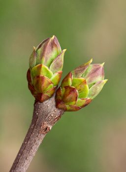 Buds of lilac isolated on white background