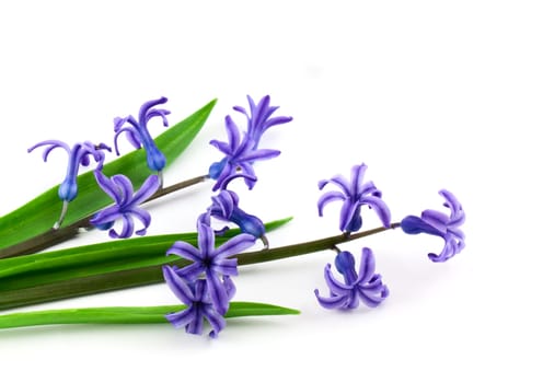 Small blue flowers isolated on white background