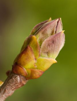 Buds of lilac isolated on white background