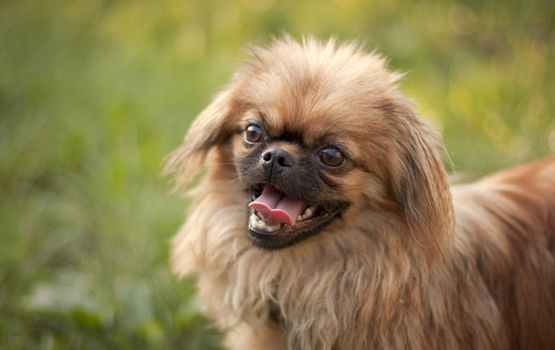 Pekingese with his mouth open and tongue hanging out