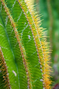 Exotic plants. Close-up of a prickly cactus