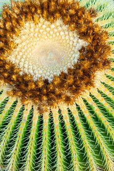 Exotic plants. Close-up of a prickly cactus