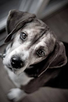 Cute beagle dog looking at the viewer with muted color.  Shallow depth of field.